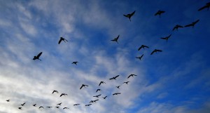 Geese in Flight Geese in Flight