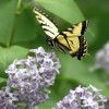 Butterfly on Lillac