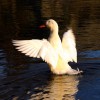 Duck Reflected