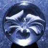Flower in Glass