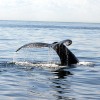 Whale Dive