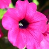 Flower Detail