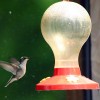 Hummingbird in Flight