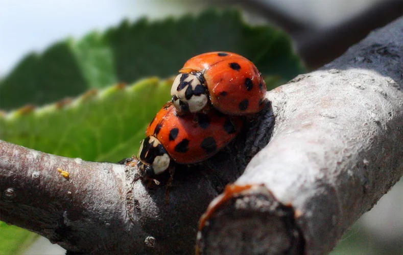 Macro Ladybugs