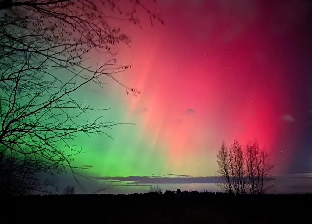 Red and green aurora over dark trees