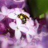 Wasp on Lilac