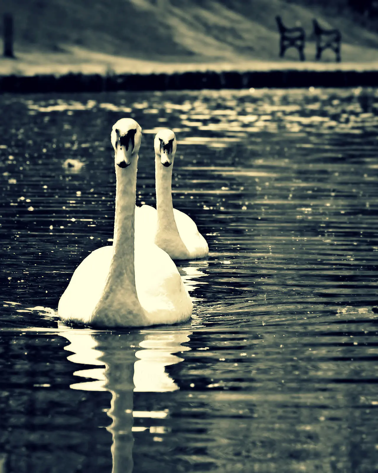 2 swans swimming in Coatbridge, Scotland.