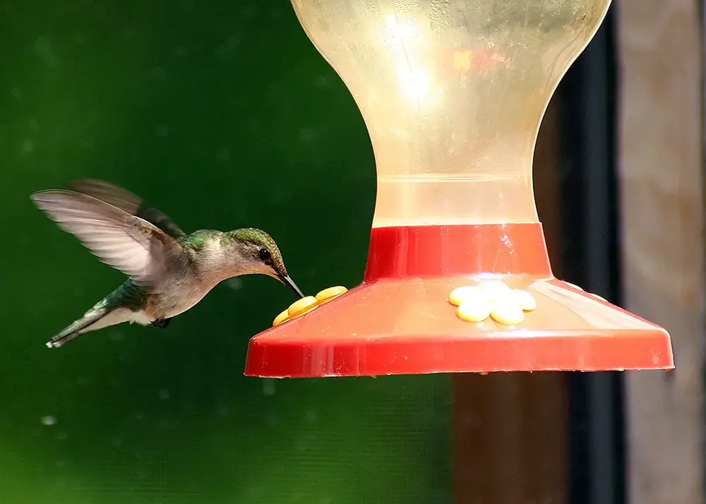 A hummingbird hovering by a feeder, Parsonsfield, Maine.