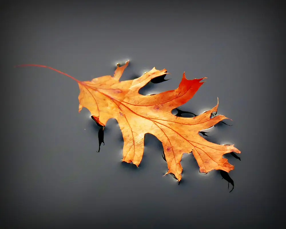 A leaf floating on perfectly still water, Boothbay Harbor, Maine.