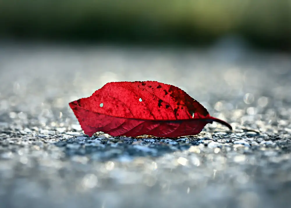 A lone red leaf on concrete, Kennebunk Maine.