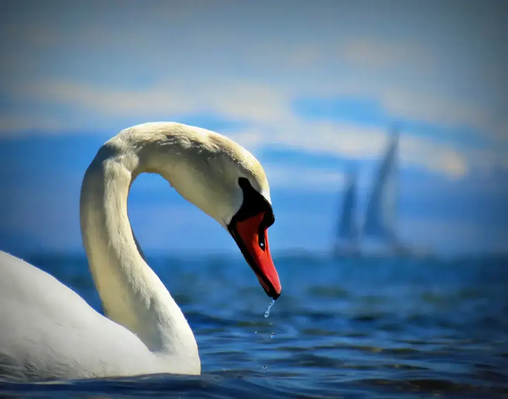 A swan with a sailboat blurred in the background, Isle of Arran, Scotland.