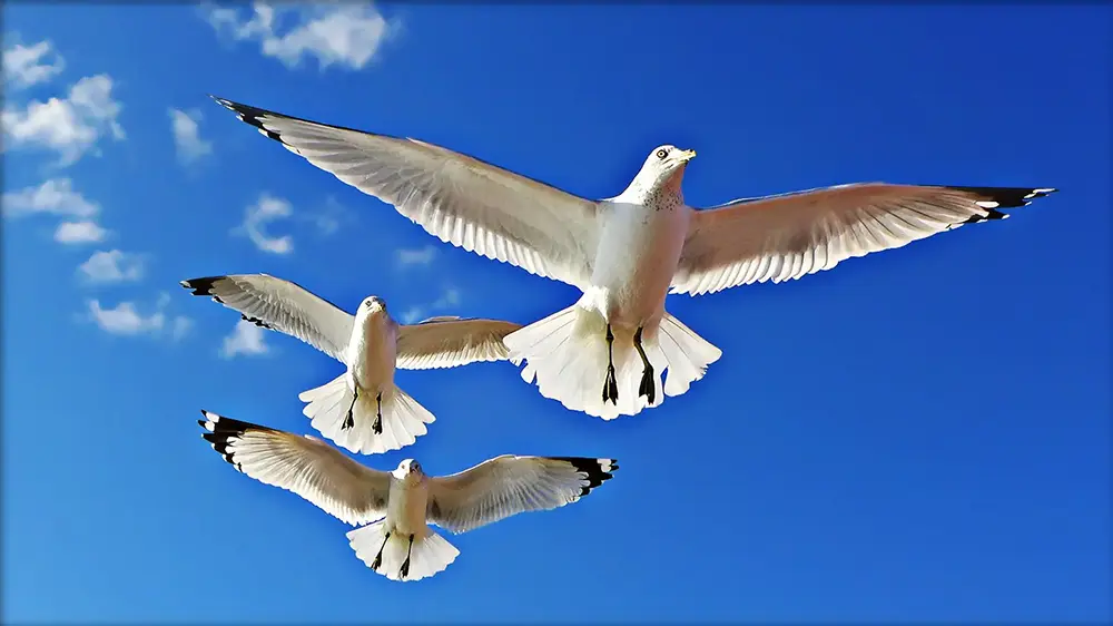 3 Seagulls flying over Mothers Beach, Kennebunk Maine.
