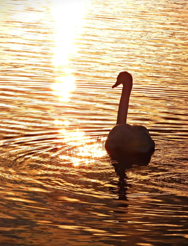 A swan in near silhouette, swimming on a loch shimmering in the evening sunset.